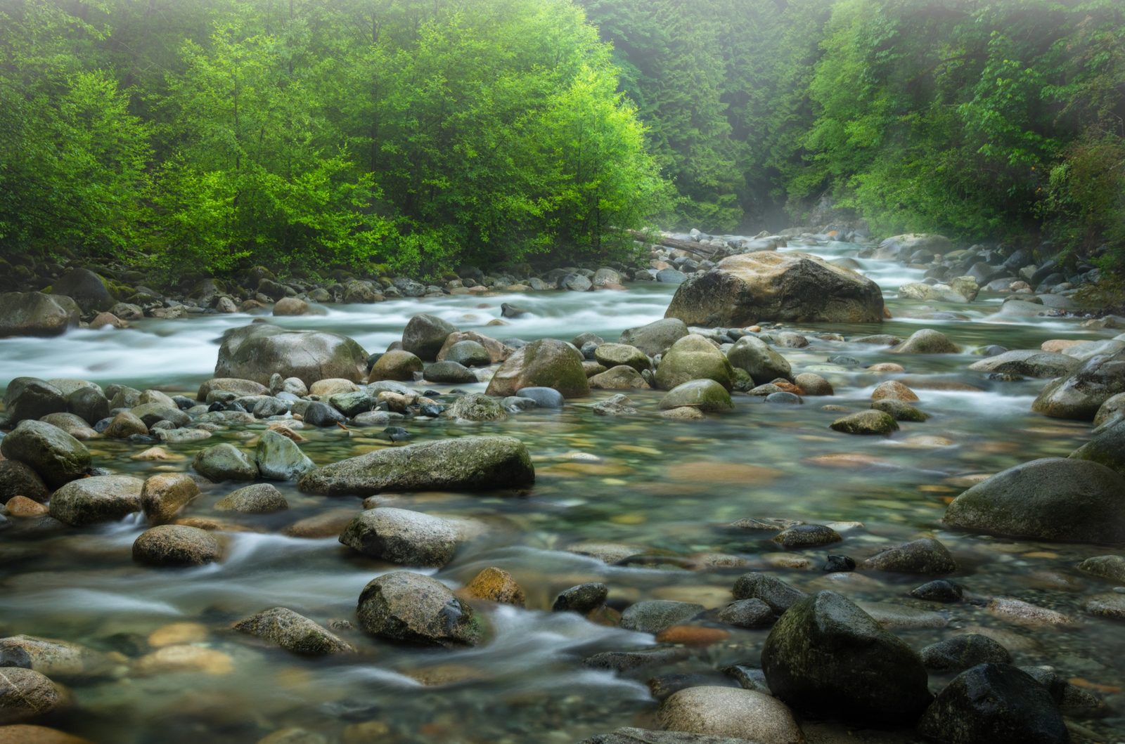 Mountain creek through a green forest
