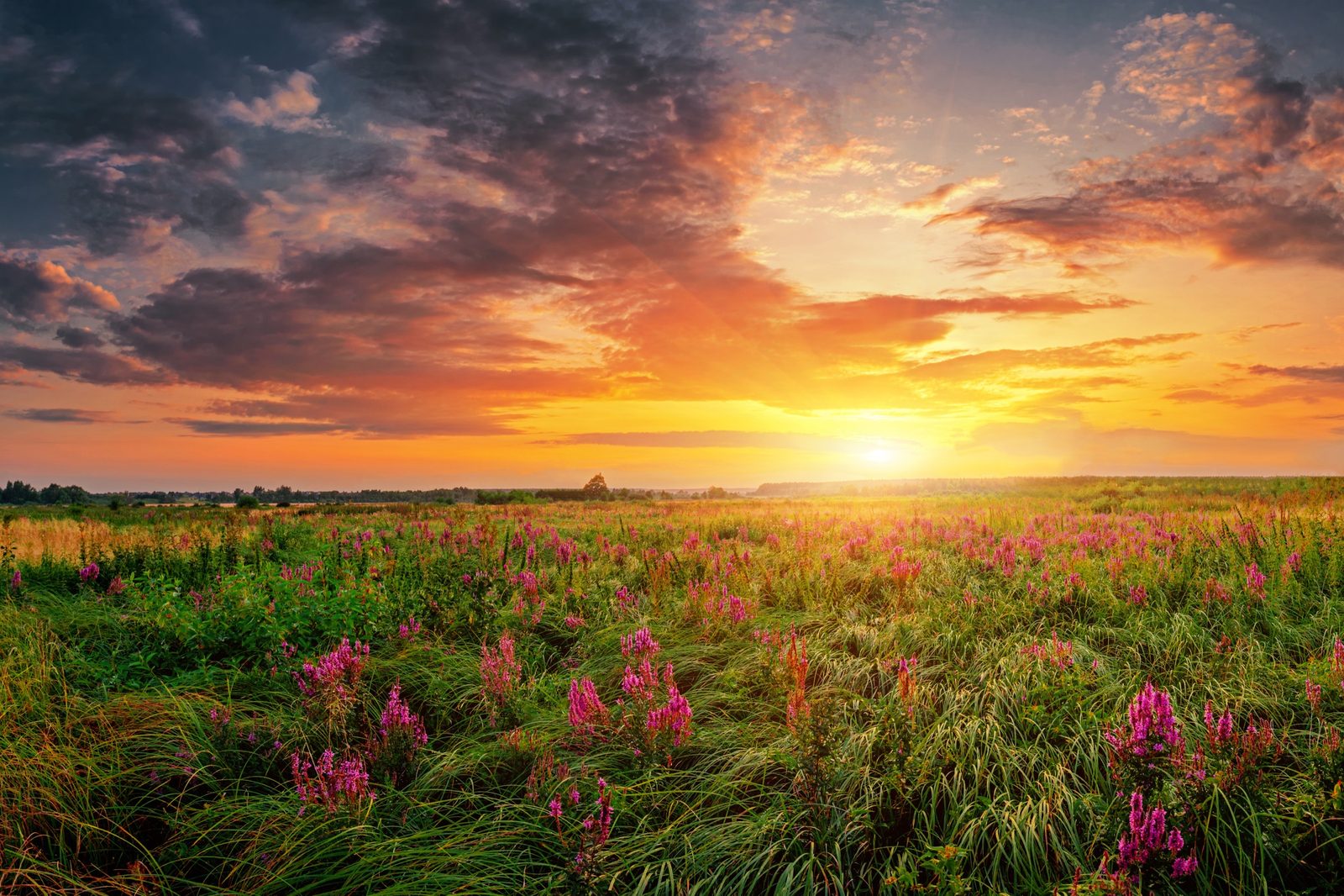 Summer field of grasses and wildflowers at sunset